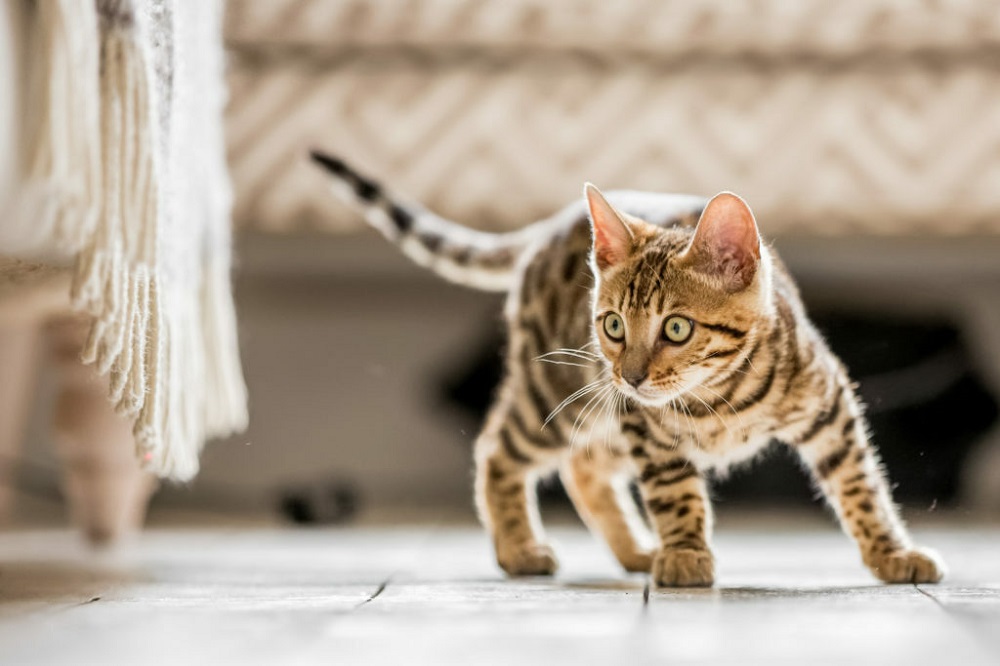Get a Bengal Kitten for Your Own Home