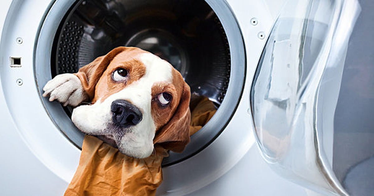 9 Hacks From Experts To Help You Remove Pet Odor At Home