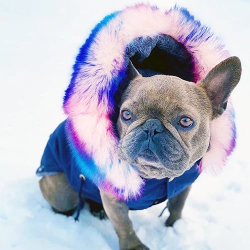Have a plan to buy a French bulldog? Then read these important factors