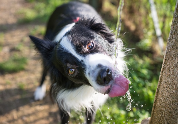 Drink, Dog, Drink: How to Keep Your Dog Hydrated & Why It Matters