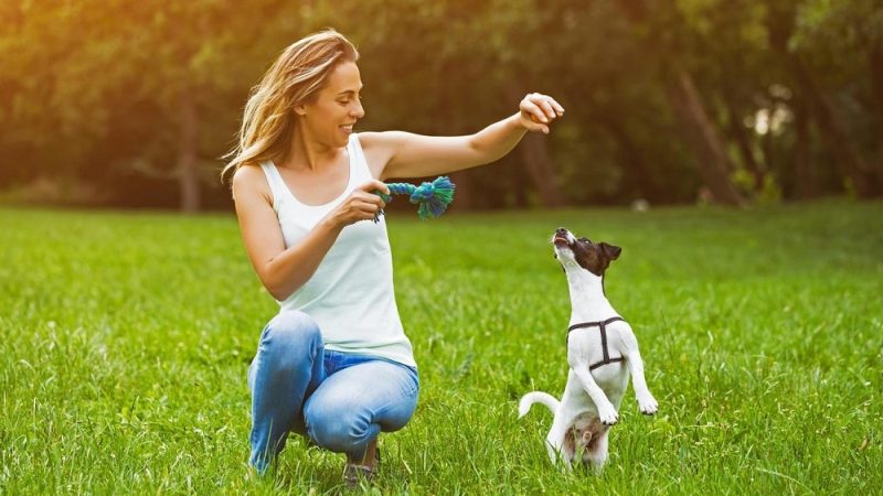 When to Start Training for Your Puppy?
