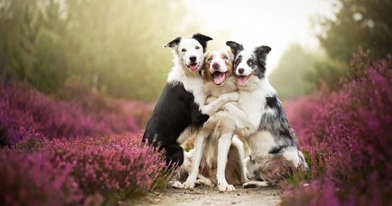 What You Need To Know Before Starting A Pet Photography Australia