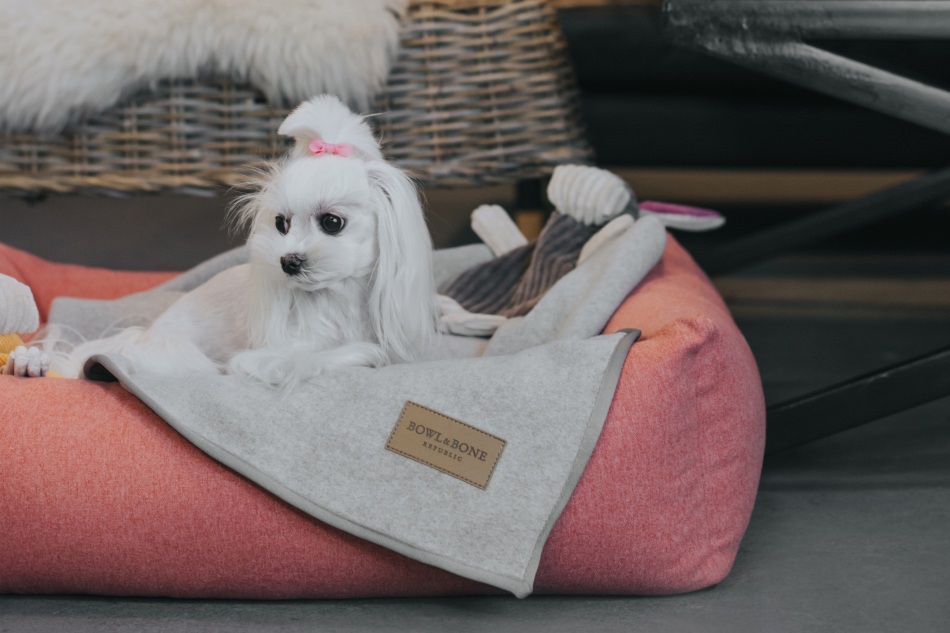 How to Choose the Right Dog Bed?