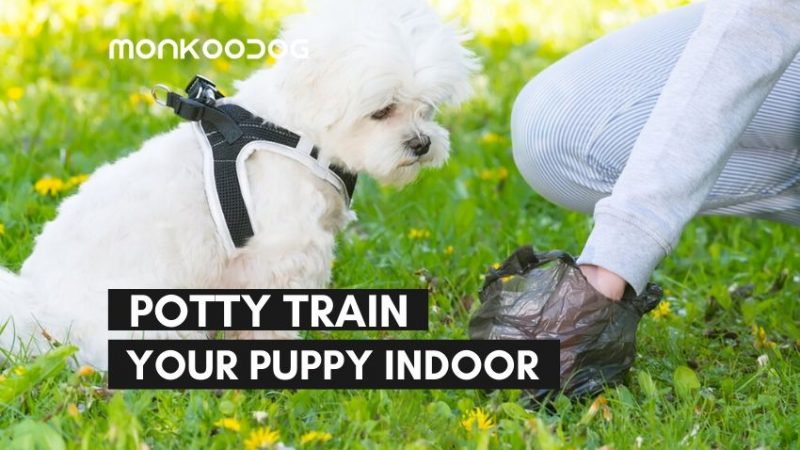 How to Potty Train a Dog Indoors