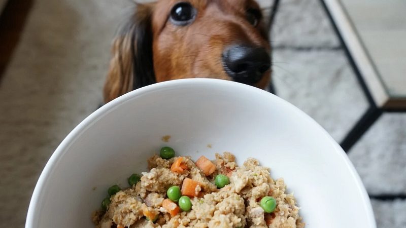 Organic And Natural Pet Food to Encourage The Growing Health Benefits