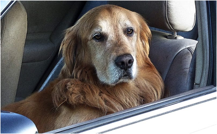 3 Essential Things to do When You Spot a Dog in a Hot Car