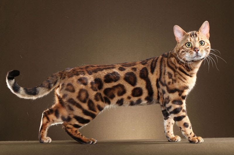 Things to know before buying a Bengal Cat