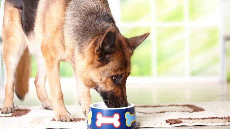 How to Get the Best Food Delivered for Your Pet Dog?