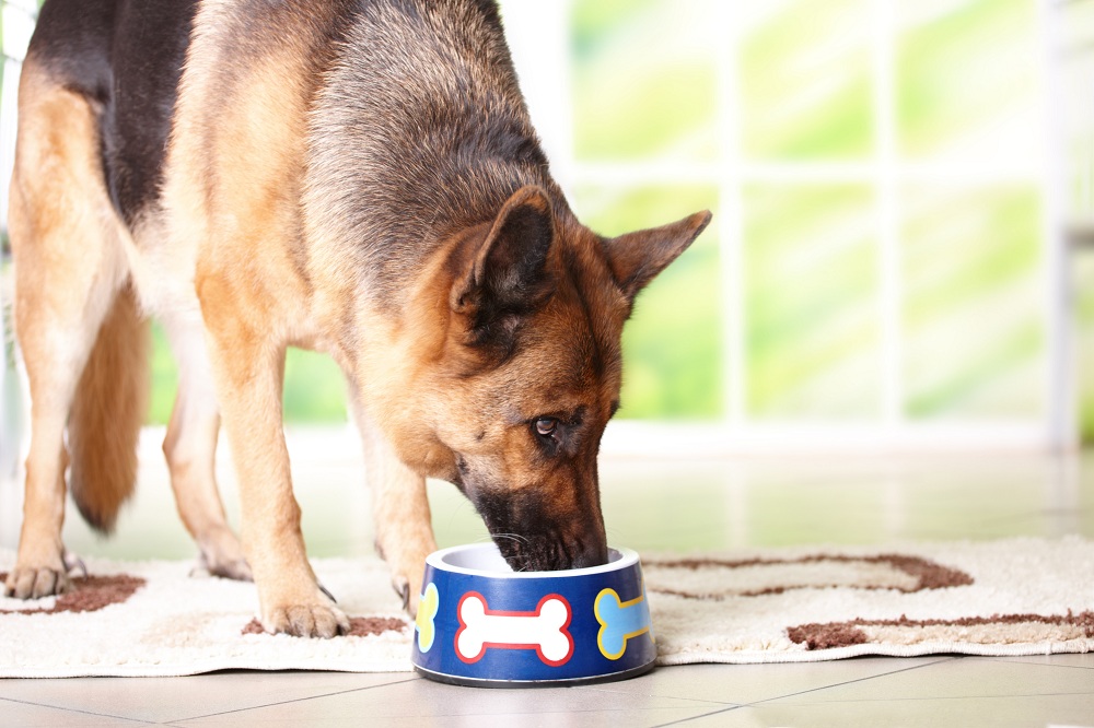 How to Get the Best Food Delivered for Your Pet Dog?