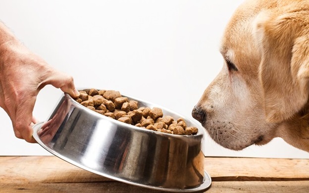 Dogs and its habits of eating food