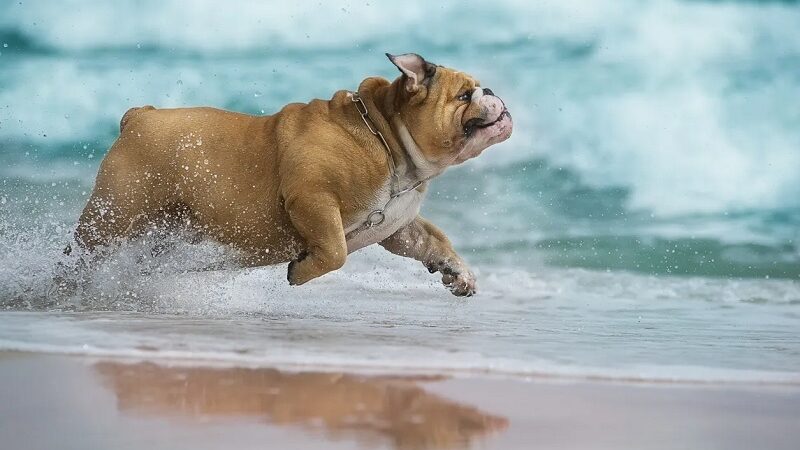 Benefits of physical exercise for your bulldog!