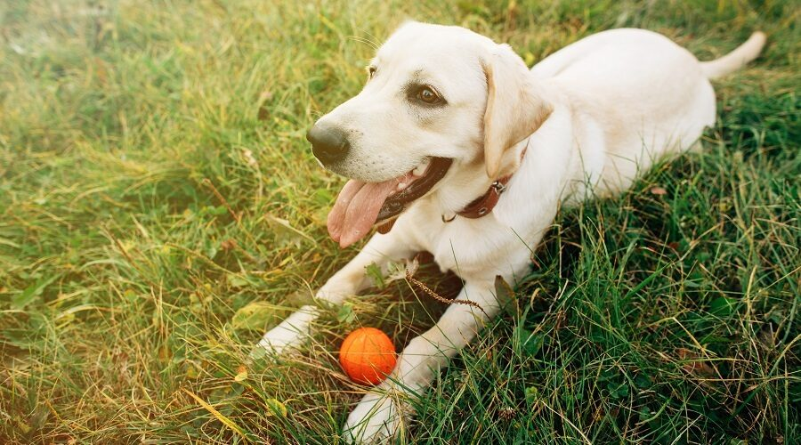 Things to Keep in Mind for Picking the Best and Safe Dog Toy