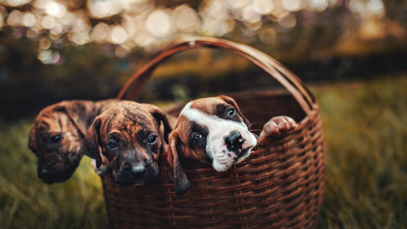 Finding Puppies for Sale: Tips to Help Reduce Stress for Your New Puppy