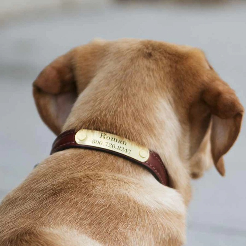 Explore Your Chances with the Dog Collars: The Best Ones for Your Dog