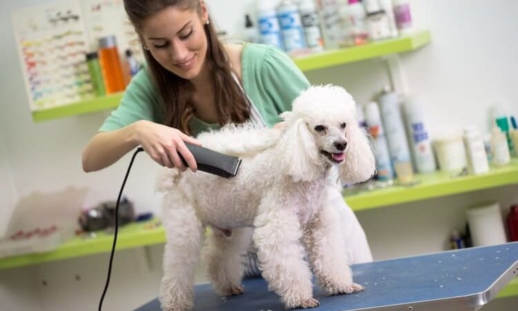 How to Find the Best Dog Grooming Products