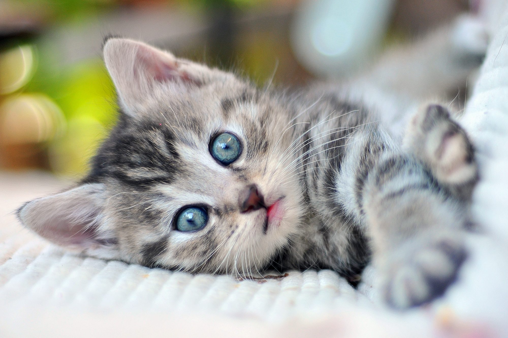 Kitten Care – Getting Started