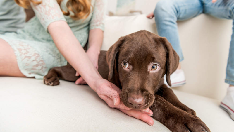 How Long Should You Play With Your Dog Daily?