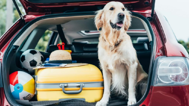Awesome Car Accessories For the Dog Lover