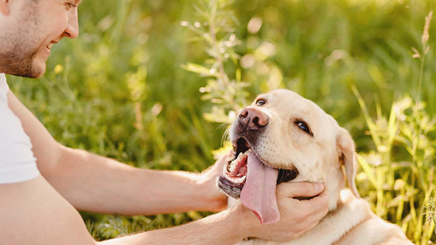 Why Drug Rehab With Dogs is Better