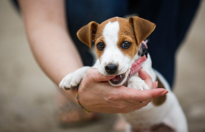 Things to Consider Before Bringing a Puppy Home – Puppy Training Tips