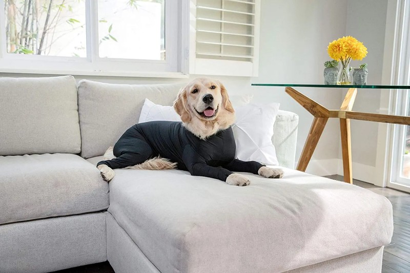Why The Surgical Onsie for Your Dog Is An Absolute Necessity