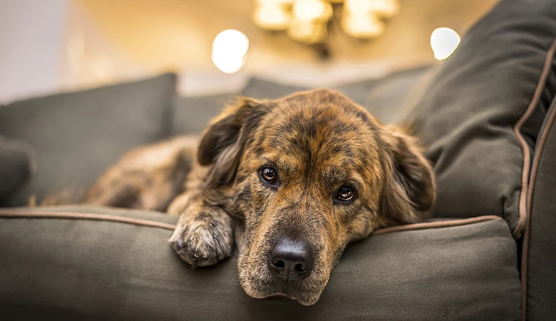 Understand The Needs of Your Dog by Learning if They Are Depressed