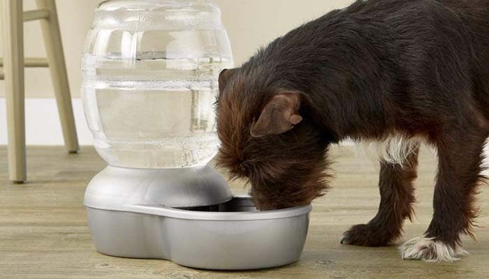Selecting the Best Automatic Water Bowl for your Dog – Few Useful Tips