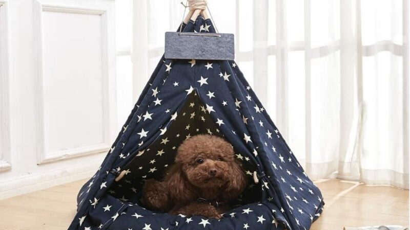Looking for Australia’s Most Luxurious Dog Teepee Information Online