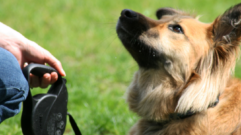 Why Does Your Dog Require to Be Trained?