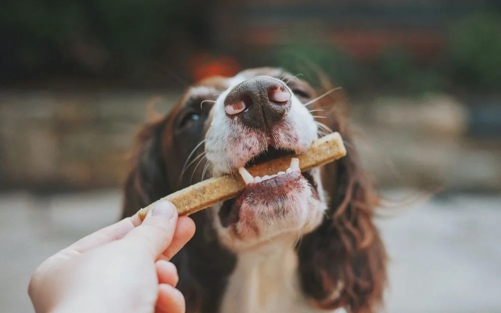 Why Are The Best Dog Treats Made In Canada?
