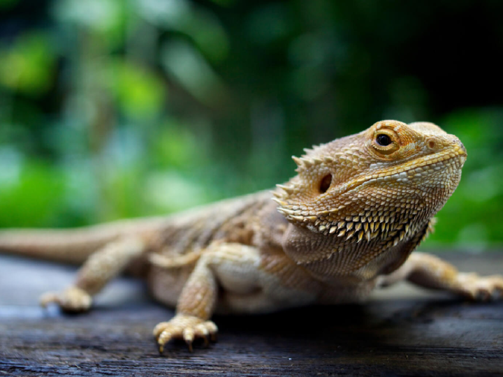 Can You Keep A Bearded Dragon As A Pet?