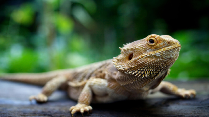 Can You Keep A Bearded Dragon As A Pet?