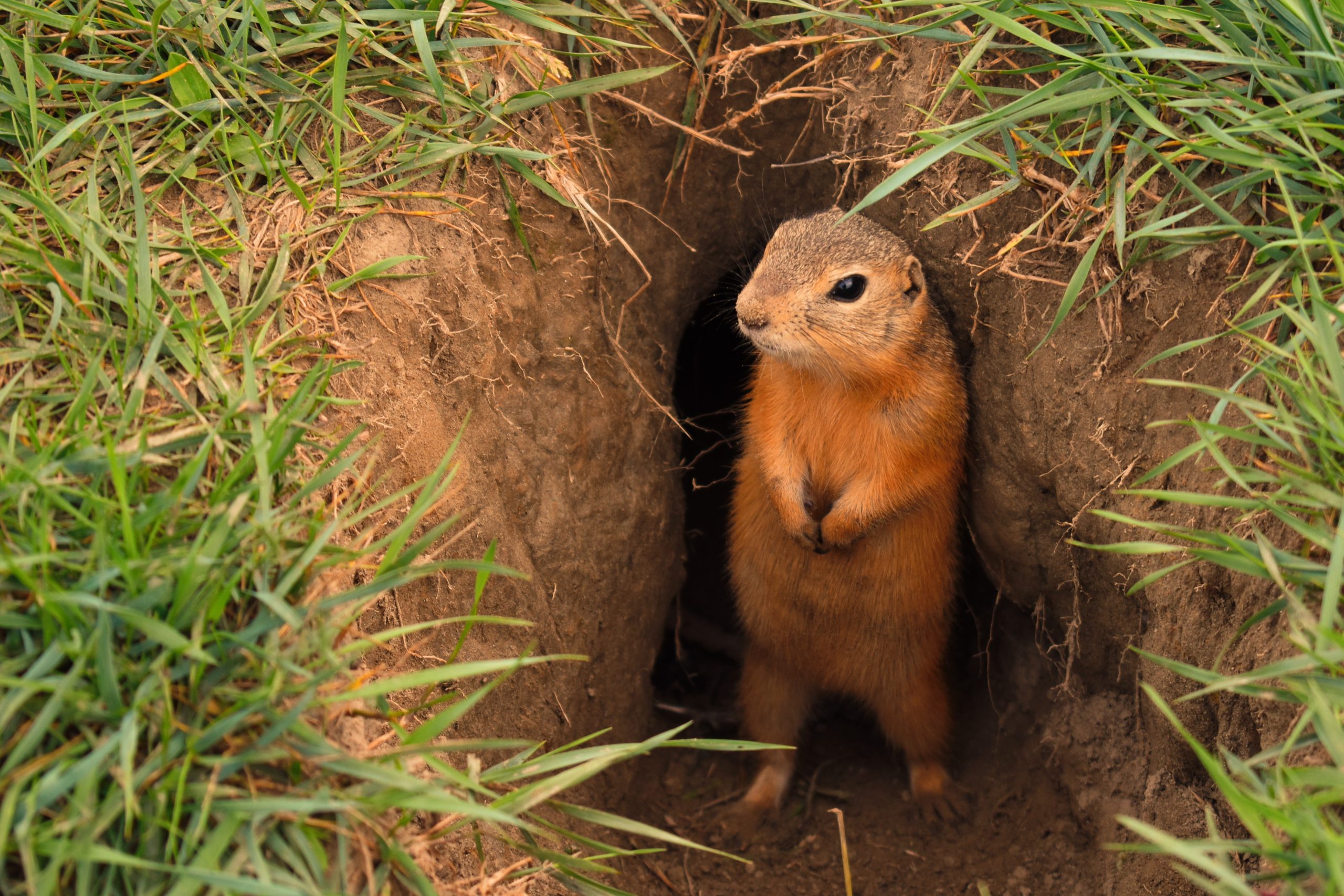 Best way to prevent gophers from coming to your yard
