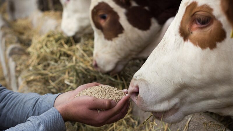 The Importance Of Animal Nutrition