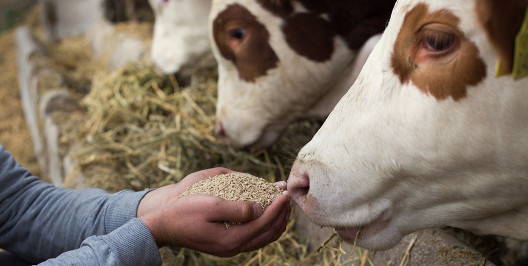 The Importance Of Animal Nutrition