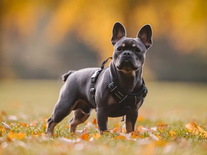 French bulldog general health care: Be a good owner