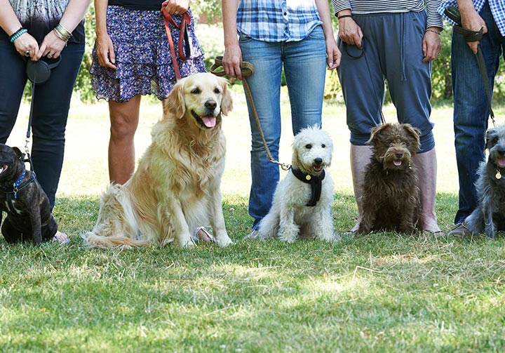 Top 6 Dog training tips for beginners