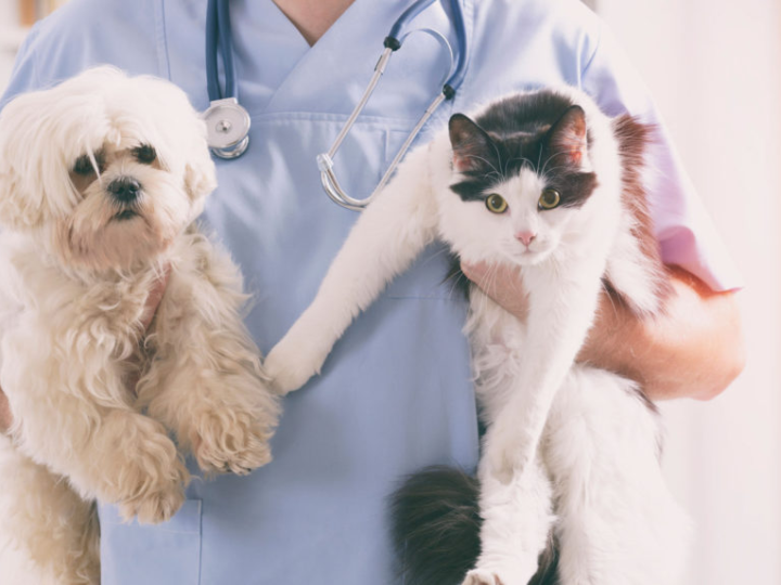 Effective Strategies For Animal Health Care