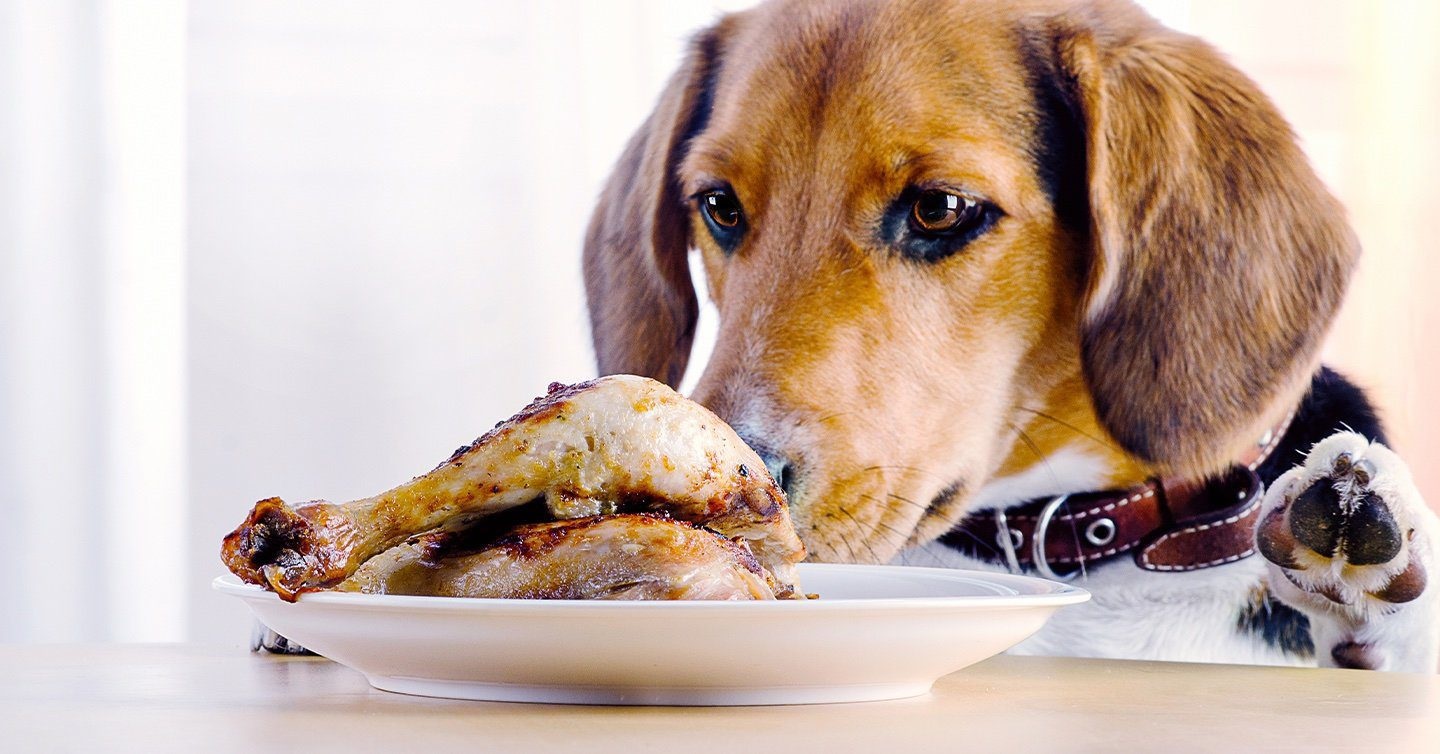 Understanding dog food allergies