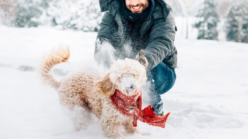 8 Tips to Keep Dogs and Cats Comfortable During Winters: