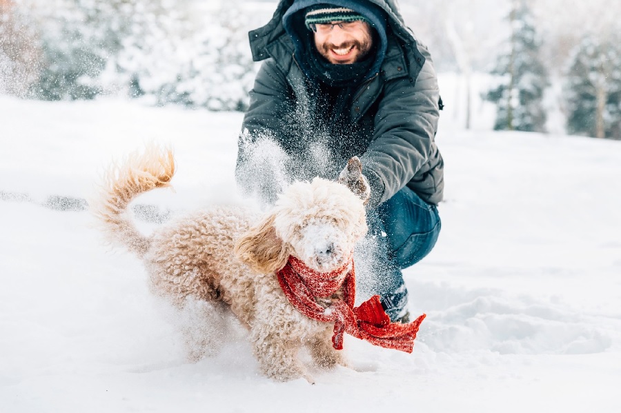 8 Tips to Keep Dogs and Cats Comfortable During Winters: