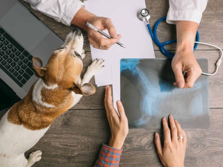 Advantages of Utilizing Veterinary Medicine