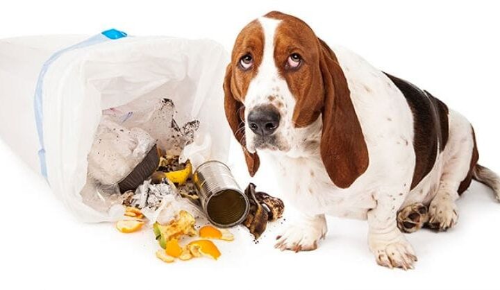 What to Do If Your Dog Is Digging in the Trash