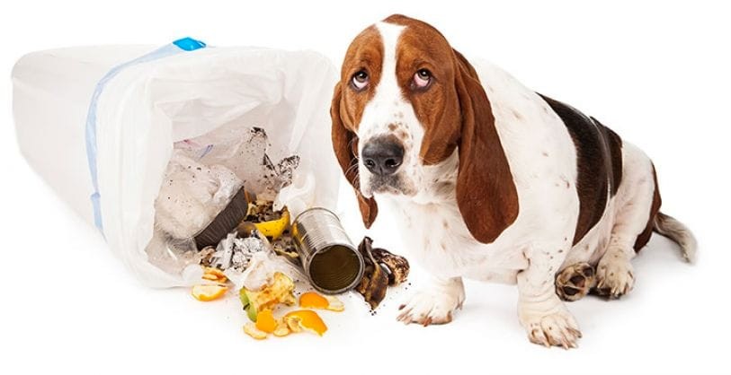 What to Do If Your Dog Is Digging in the Trash