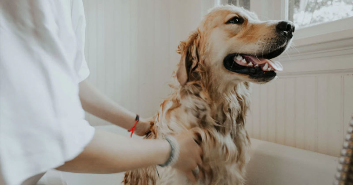 Pet Grooming on a Budget: Cost-Saving Tips and Tricks