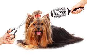 Pet groomers are professionals in providing the best services