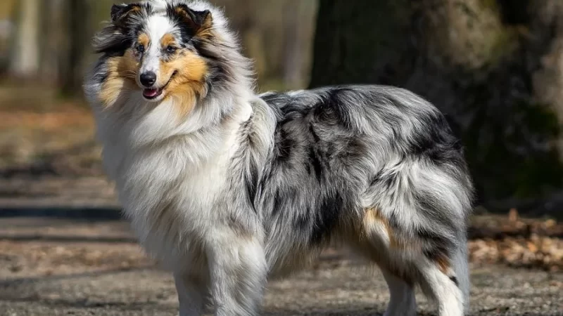 Grooming and Coat Care for Shelties