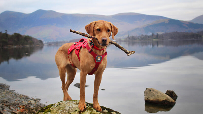 Here’s A List Of Different Types Of Dog Harnesses And Their Uses