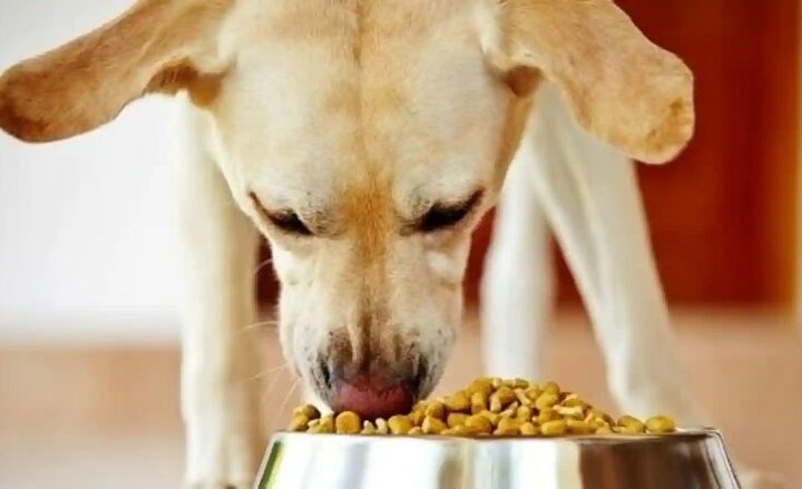 Best Dog Foods to Give to Your Pets and Expert Suggestion on the Same