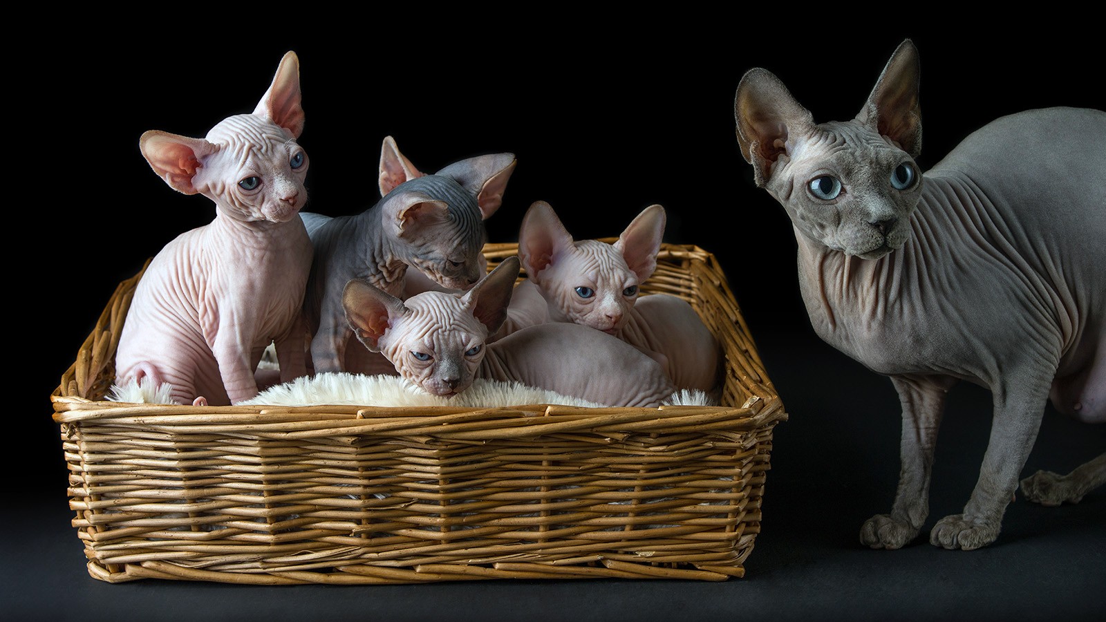 Few Facts to Ponder About the Beautiful Sphynx Cats –